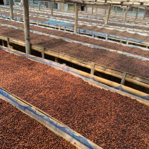 tuang coffee drying beds