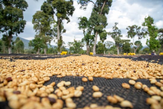 abore coffee beans and trees