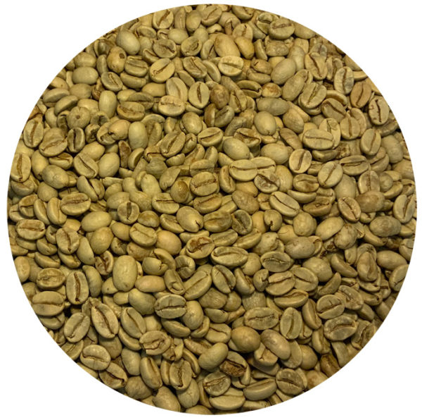 Indian Monsooned Malabar Green Coffee Beans Burman Coffee Traders