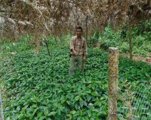 asobagri coffee field