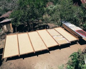 asobagri coffee drying