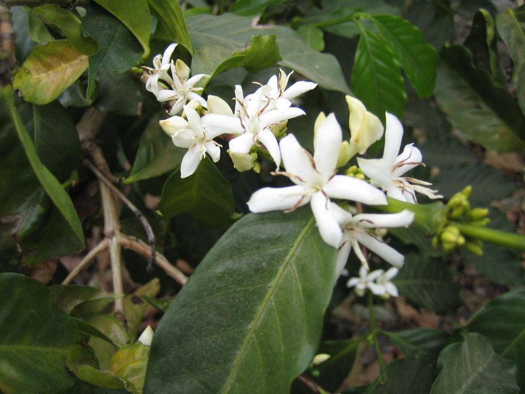colombia coffee flowers