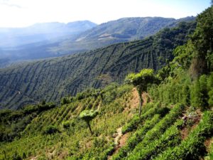 colombia coffee fields