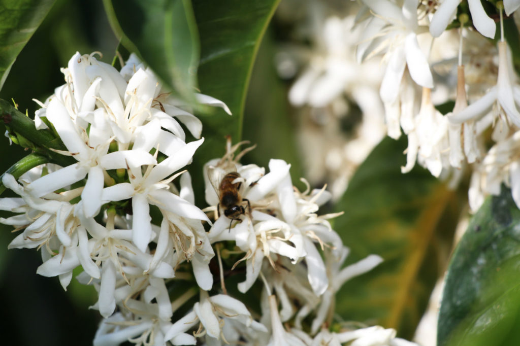 edelweiss coffee flowers and bee