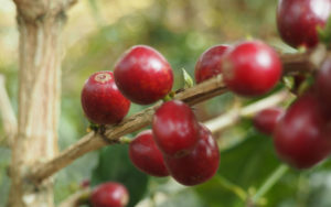 karuthi coffee cherries