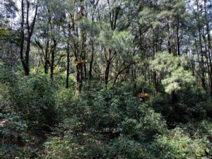 lacau forest