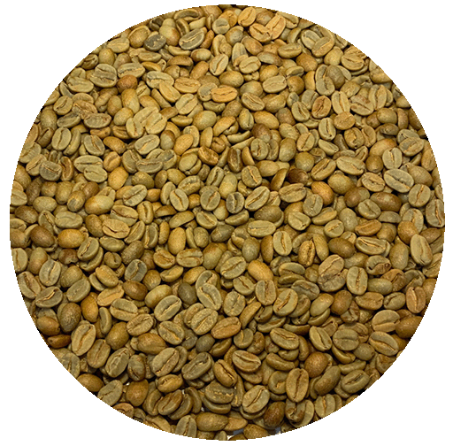 Panama Criollo Green Coffee Beans
