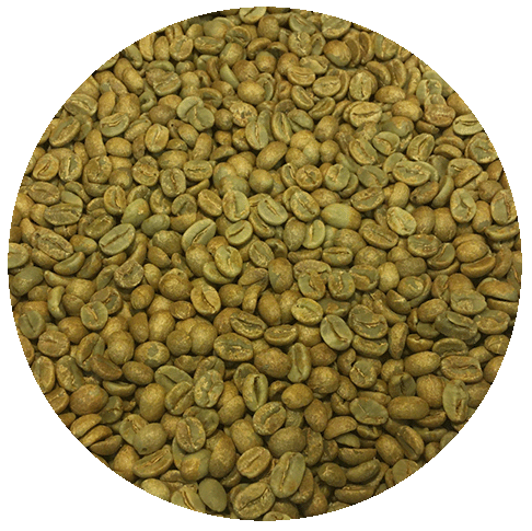 Panama Finca Stacy Noble Caturra “Redwood” Natural Green Coffee Beans