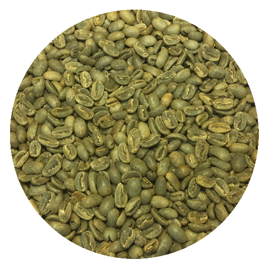 Panama Mama Cata Estate Geisha Washed “Tona” Green Coffee Beans