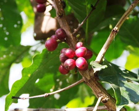 chelbesa coffee cherries