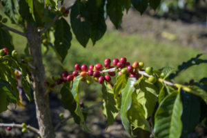 kona hills coffee cherries