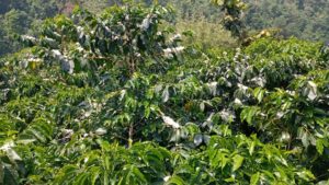 bella vista coffee trees