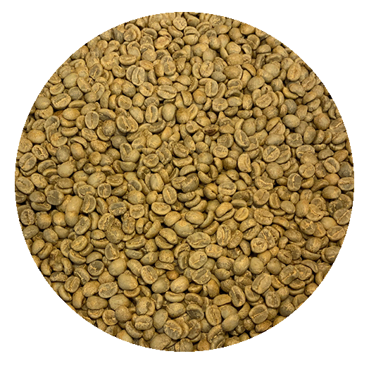 Honduran Glenda Suyapa Hernandez Washed Processed Green Coffee Beans