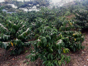 caballitos coffee trees