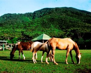 la cubana horses