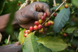 mbale mountain coffee cherries