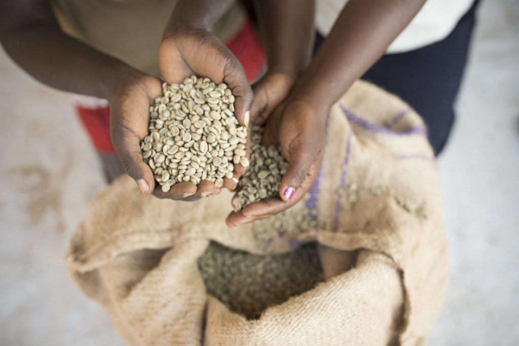 mbale mountain coffee beans