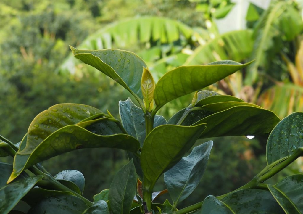 adame coffee plant