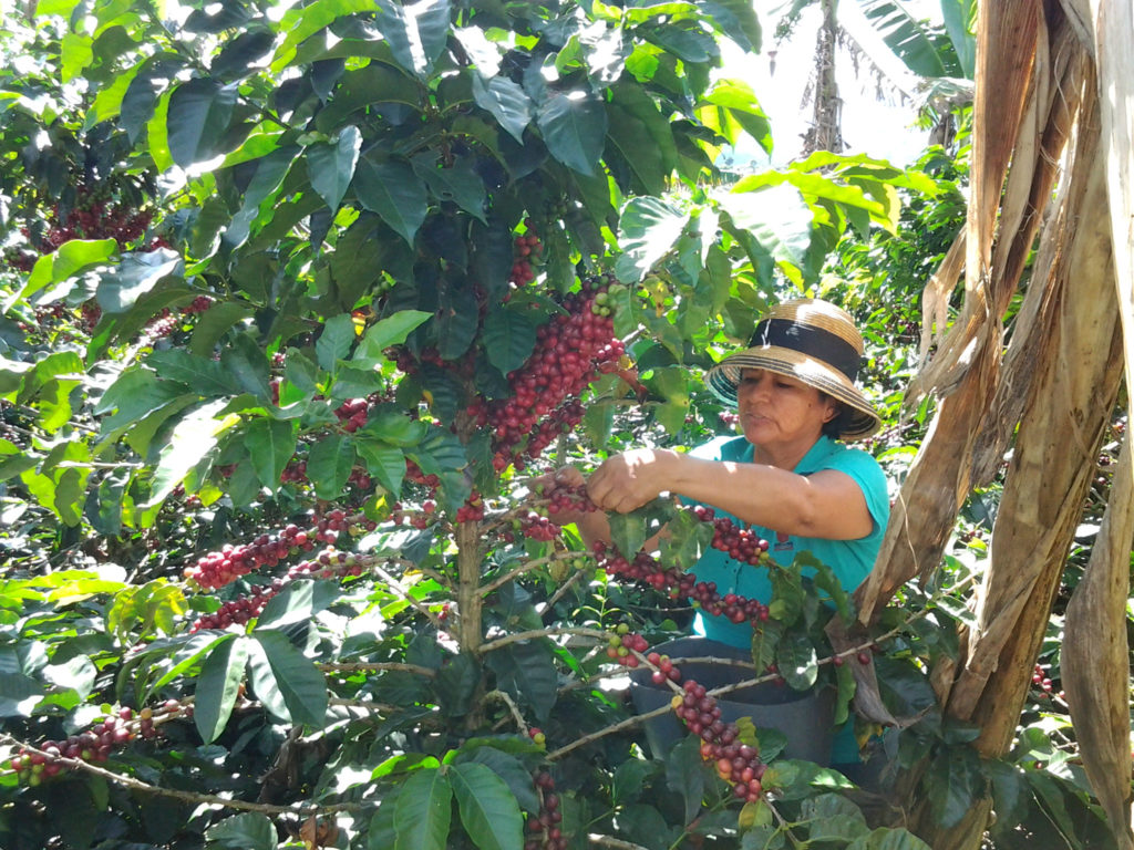 AMUCC Coffee Farmer