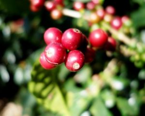 AMUCC Coffee Cherries