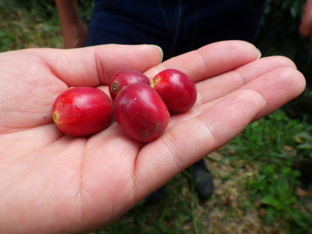 guadalupe coffee cherries