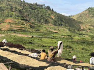 burundi coffee landscape
