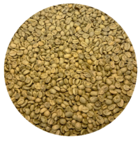 Guatemalan Atitlan Renacimiento FTO SHB EP Green Coffee Beans