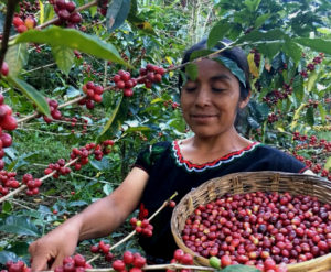 mayan harvest coffee picking