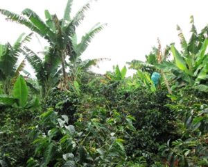asopcafa coffee trees