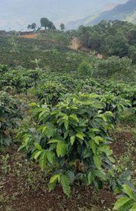 excelencia coffee plants