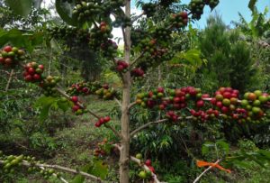 Jiwaka Coffee Tree