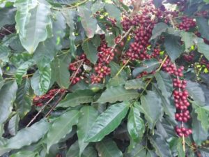chapadao coffee cherries