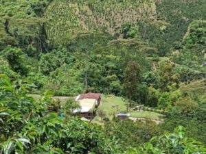 coffee farm in Huila