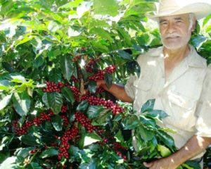 alpino coffee farmer
