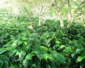 alpino coffee field