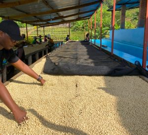 kivubelt coffee drying