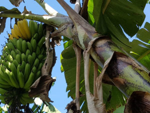 timuza banana tree