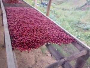Abadatezuka coffee cherries