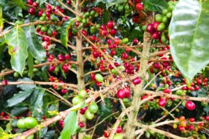 flor de cafe coffee cherries
