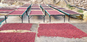 yemen drying beds