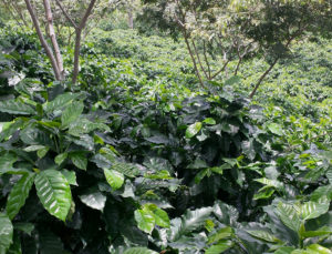 ocotepeque coffee plants