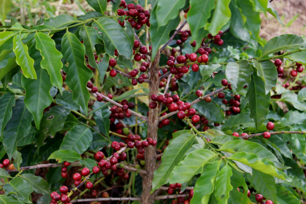 ocotepeque coffee cherries