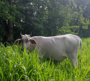 honduran cow