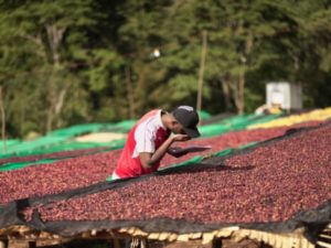 chelbesa coffee drying