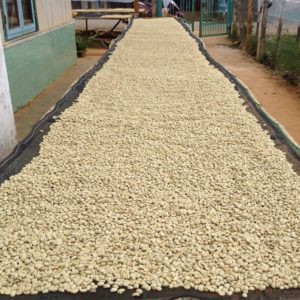 yunnan coffee drying