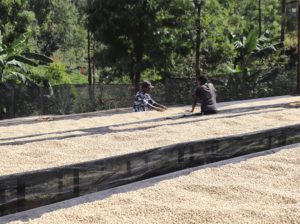 kiamugumo drying tables