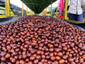 Indian Drying Coffee Cherries