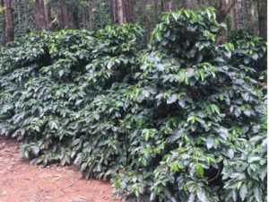 Pearl Mountain Coffee Trees