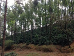 Pearl Mountain Trees