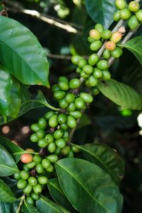 cerro san luis coffee tree